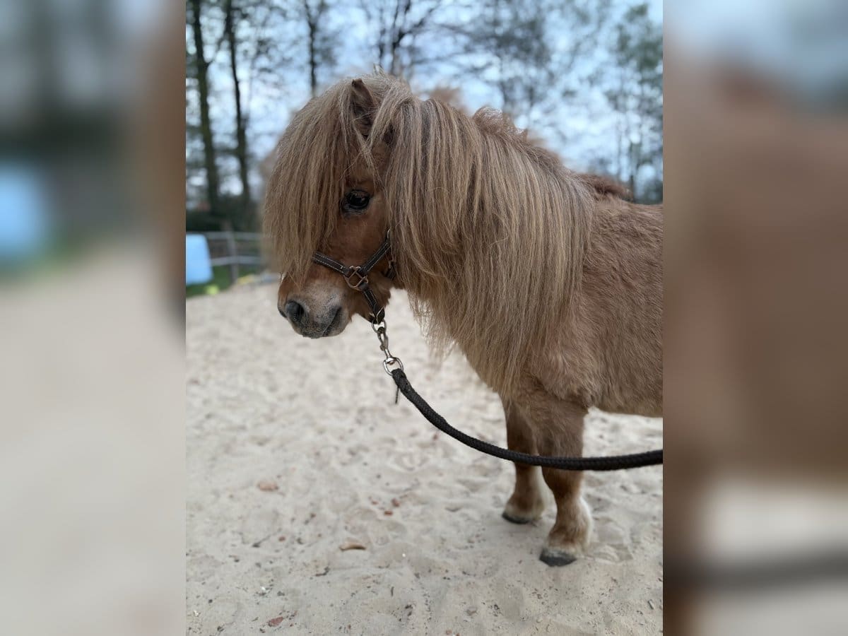 découvrez le charme irrésistible du cheval miniature shetland, une race renommée pour sa taille réduite, son caractère amical et sa robustesse. idéal pour les enfants et les propriétaires de petits terrains, ce compagnon est parfait pour les promenades et les activités équestres en famille.