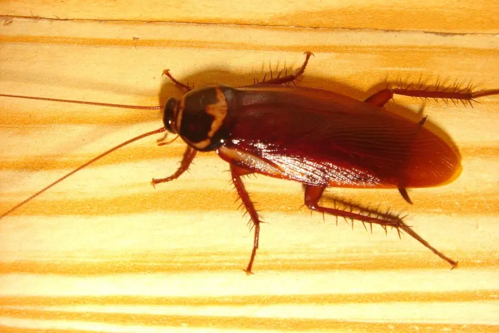 découvrez comment éliminer les insectes indésirables dans votre salle de bain. conseils pratiques et astuces simples pour garder votre espace propre et sain.