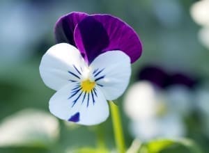 découvrez la signification et la symbolique de la pensée fleur, une plante élégante aux couleurs variées, idéale pour décorer votre jardin et exprimer des messages subtils à travers le langage des fleurs.