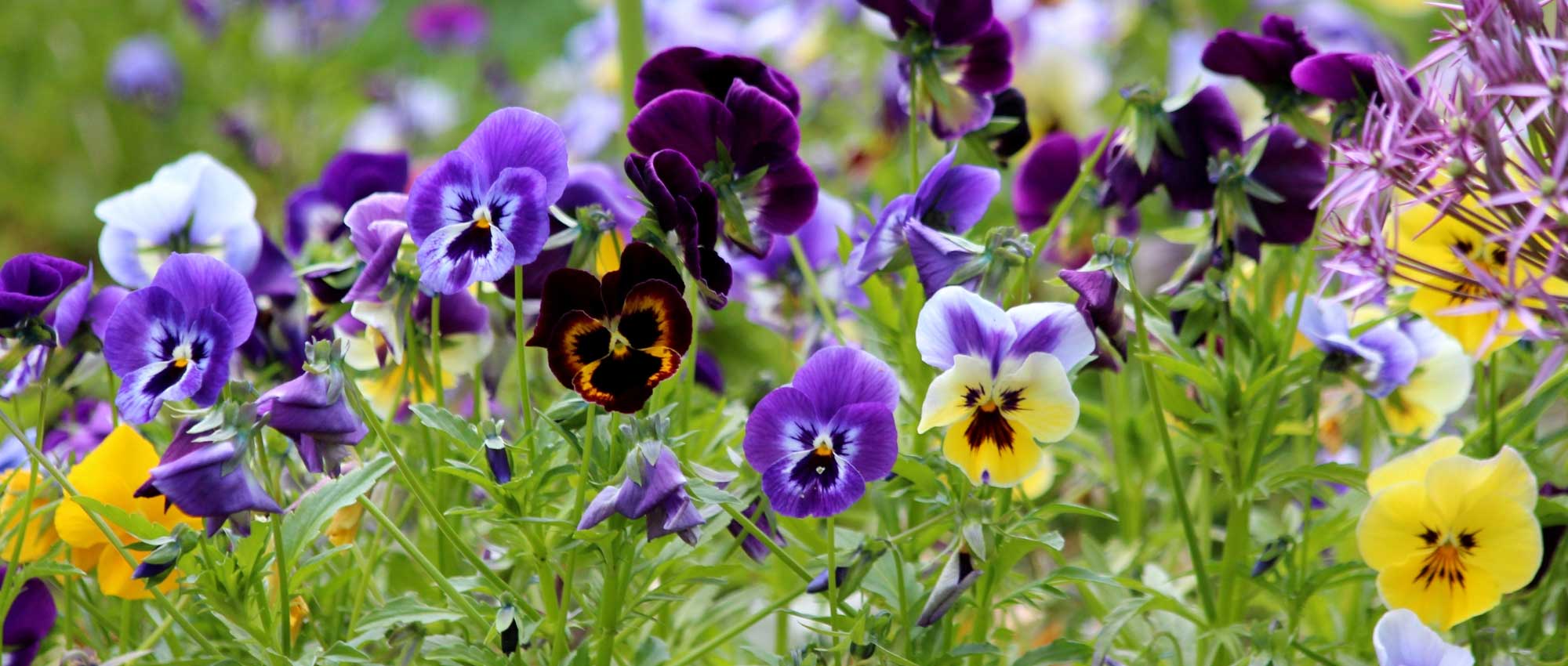 découvrez la signification de la pensée fleur, son symbolisme, ses couleurs variées et comment l'intégrer au jardin ou offrir ce joli message fleuri.