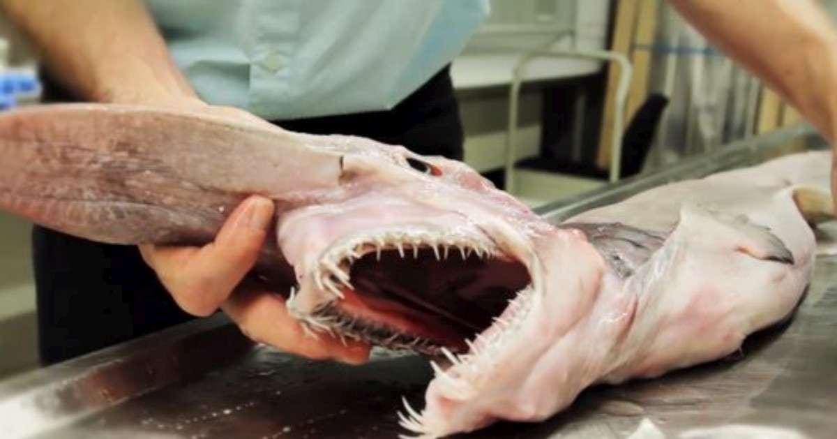 découvrez le monde fascinant du requin extraterrestre, une créature mystérieuse qui intrigue scientifiques et passionnés de science-fiction. plongez dans ses origines, ses caractéristiques uniques et les théories captivantes sur son existence.