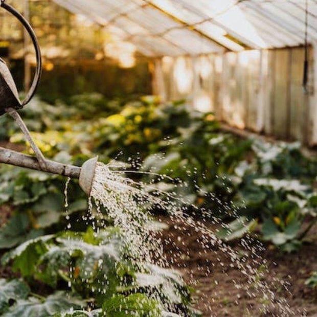 découvrez notre sélection de serres pour ranger et protéger efficacement vos outils de jardinage. pratiques et robustes, elles optimisent votre espace extérieur tout en facilitant l’entretien de votre matériel.