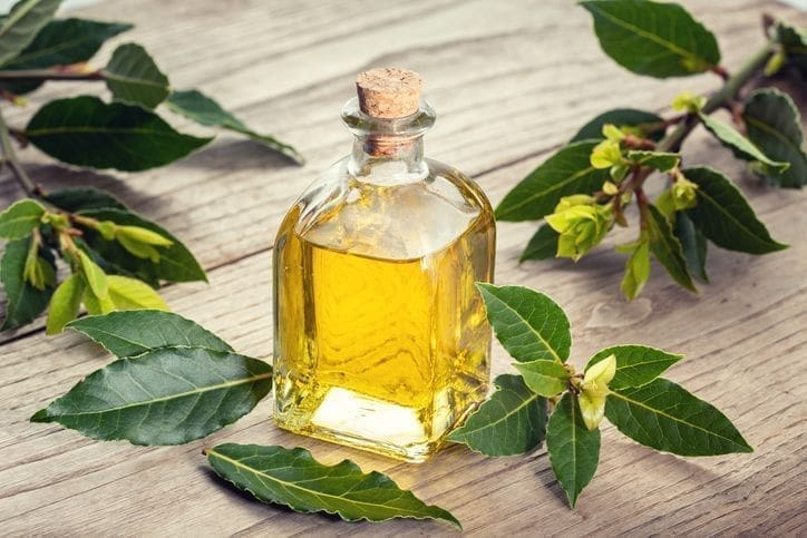 découvrez tous les bienfaits du laurier pour la santé : propriétés digestives, antioxydantes et apaisantes. apprenez comment utiliser cette plante aromatique au quotidien pour améliorer votre bien-être.