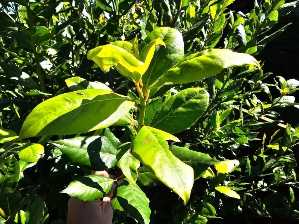 découvrez tous les bienfaits du laurier pour la santé, la cuisine et le bien-être. apprenez comment utiliser cette plante aromatique pour améliorer votre quotidien naturellement.
