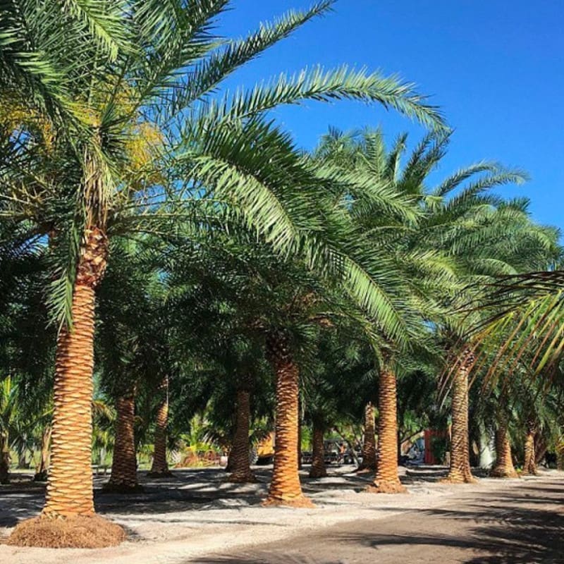 découvrez le palmier canariensis, un arbre majestueux originaire des îles canaries. idéal pour apporter une touche exotique à votre jardin, ce palmier robuste séduit par ses grandes feuilles élégantes et sa facilité d’entretien.