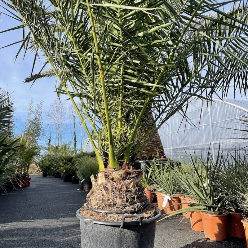 découvrez le palmier canariensis, aussi appelé palmier des canaries, une plante d’extérieur majestueuse appréciée pour son feuillage décoratif et sa robustesse. conseils d’entretien, plantation et usages en jardin.