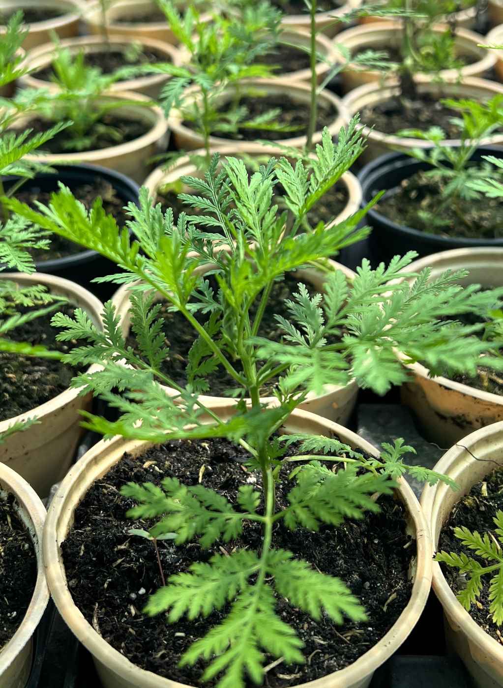 découvrez les bienfaits de l'artemisia annua, une plante aux vertus médicinales reconnues pour renforcer le système immunitaire et lutter contre diverses maladies.