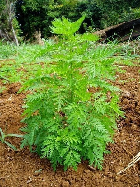 découvrez les bienfaits de l'artemisia annua, une plante aux propriétés médicinales reconnues pour renforcer le système immunitaire et soulager diverses affections.