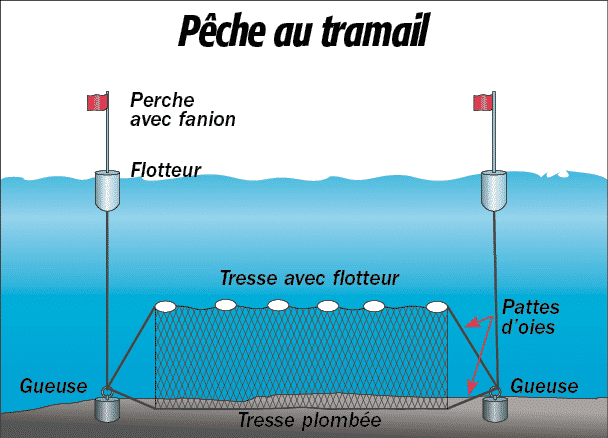 découvrez l'importance des mailles dans les filets de pêche pour garantir une capture durable et respectueuse des ressources marines.