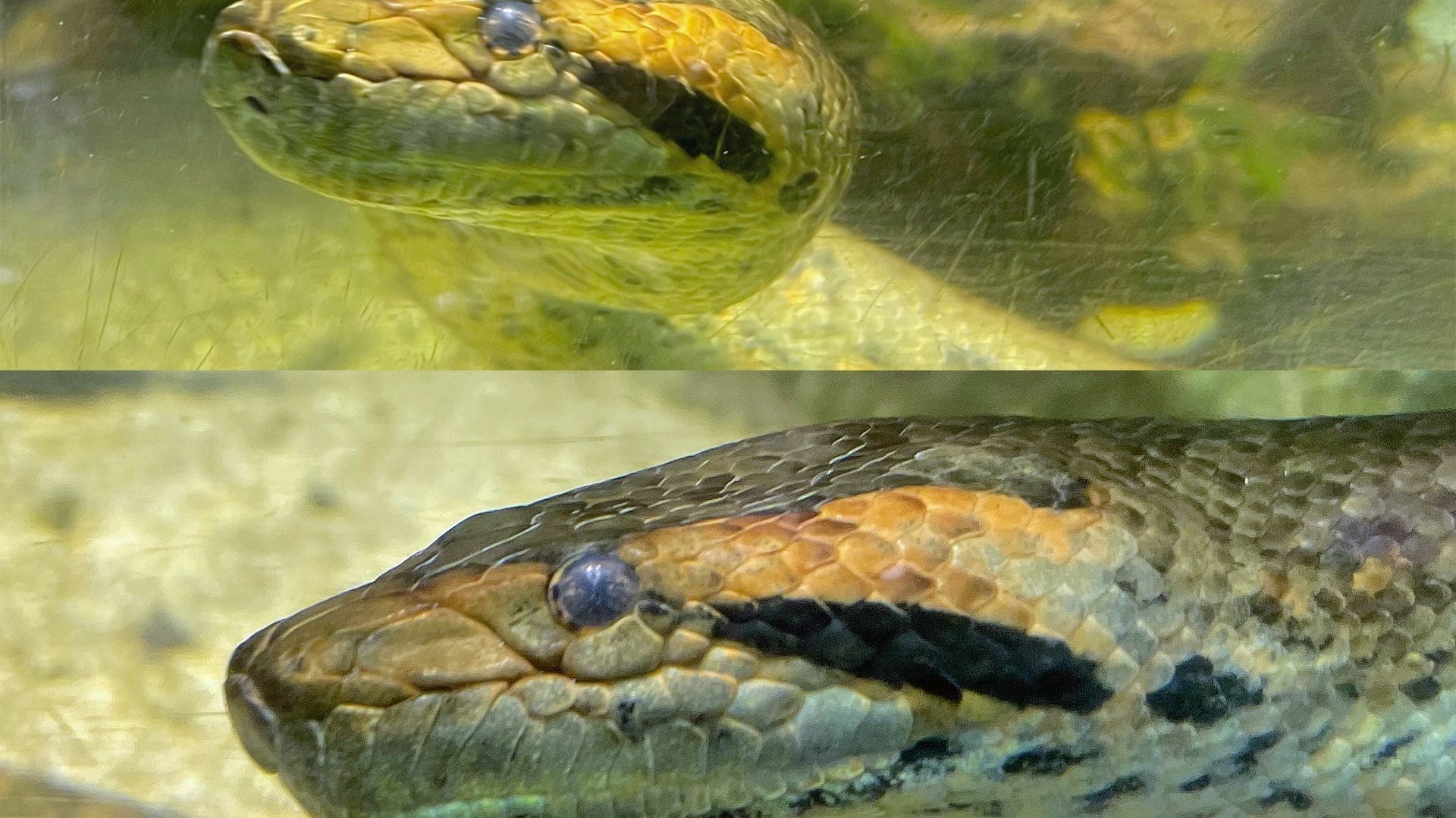 découvrez le mot 'anaconda' en 7 lettres, parfait pour vos jeux de lettres et puzzles. apprenez son orthographe et son utilisation.