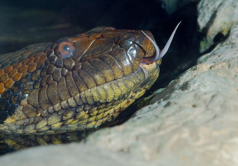 découvrez le mot 'anaconda' en 7 lettres, sa signification et son utilisation dans différents contextes.