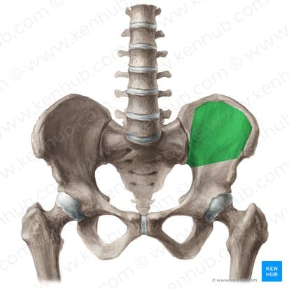 découvrez les fonctions et le rôle des crêtes iliaques, des structures osseuses essentielles pour la stabilité du bassin et l'attache musculaire.