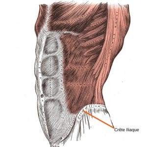 découvrez les fonctions et le rôle essentiels des crêtes iliaques dans le corps humain, leur importance en anatomie et leur contribution au mouvement et à la posture.