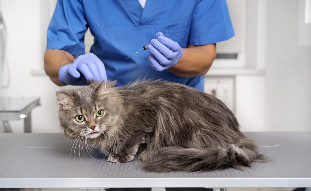 Illustration pour remboursement soins animaux