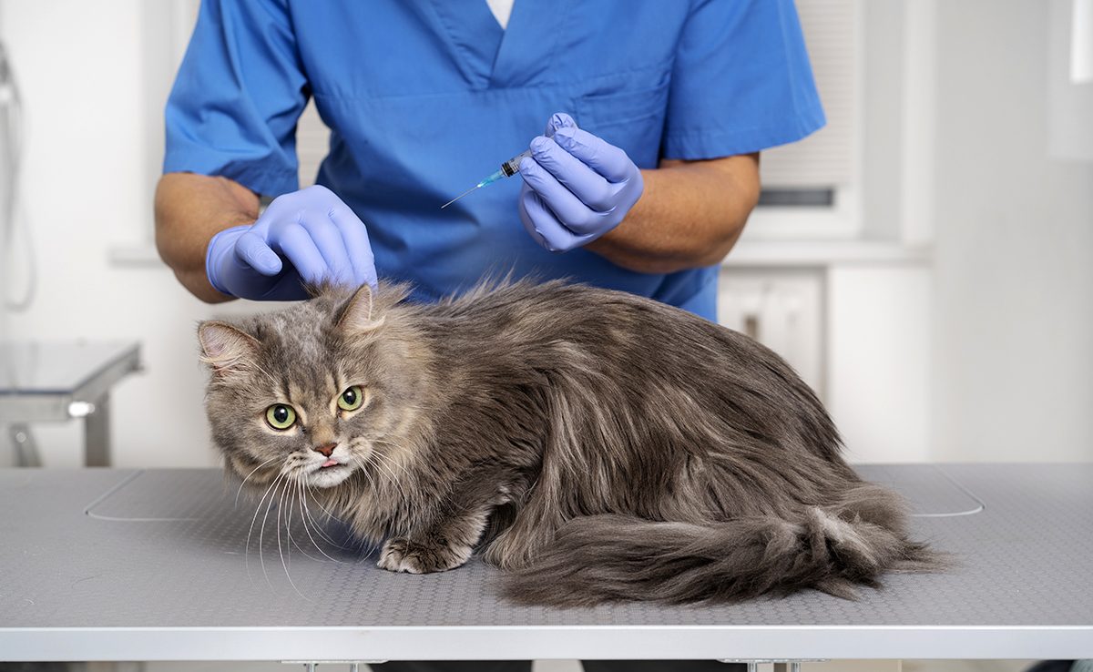Illustration pour remboursement soins animaux